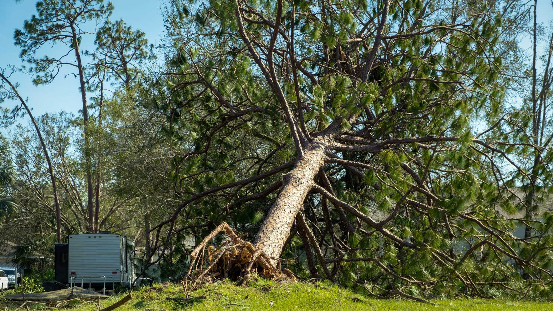Hurricane damage to a tree on Florida house backyard. Fallen down big tree after tropical storm winds. Consequences of natural disaster